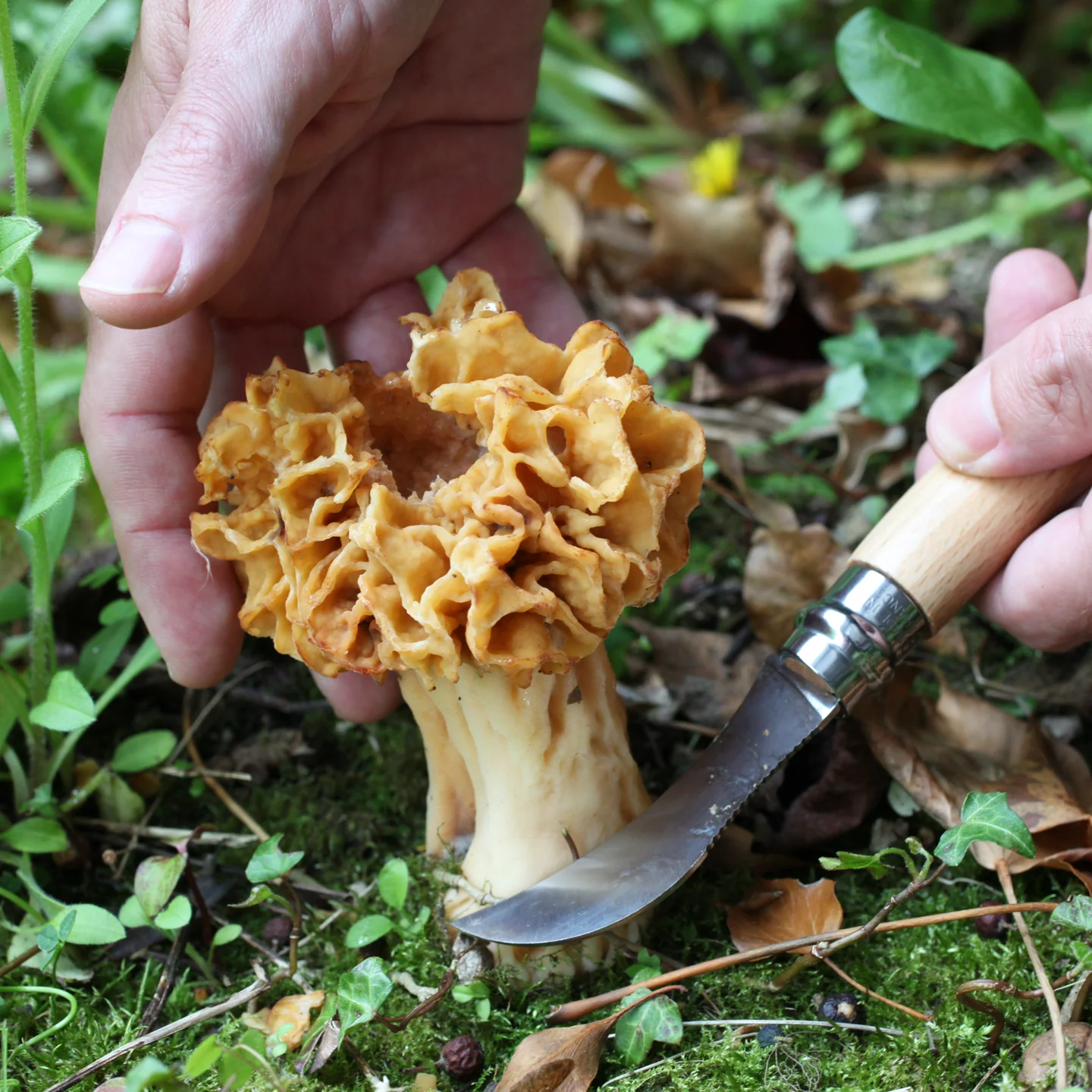 Opinel No. 8 Mushroom Knife - Image 7